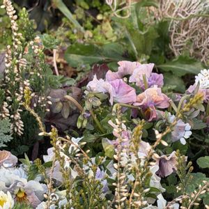 イベリス,葉牡丹,ビオラ,カルーナ,マイガーデンの画像