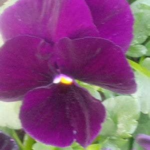 小さな庭の画像