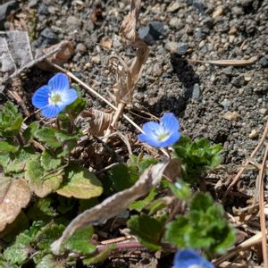 小さな庭の画像