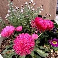 ビオラ,ビオラ,花かんざし,花かんざし,チロリアンデイジーの画像