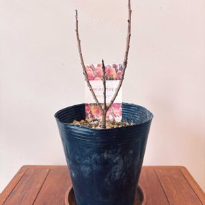 スモークツリー マジカルトーチ,花のある暮らし,ベランダの画像