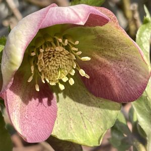 クリスマスローズ,花友さんから頂きました,小さな庭の画像