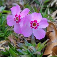 シバザクラ,シバザクラ（芝桜）,ピンク❤︎ピンク,キュートなお花,うどん県人会の画像
