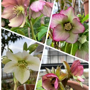 小さな庭の画像