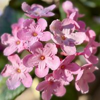 ルクリア,ニオイザクラ,花のある暮らし,ピンク色の花,庭の画像