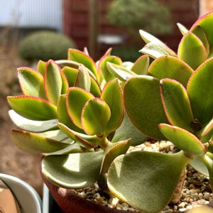 紅化粧,アオエニウム 夕映,金のなる木　キラメキ,クラッスラ属,エケベリア属の画像