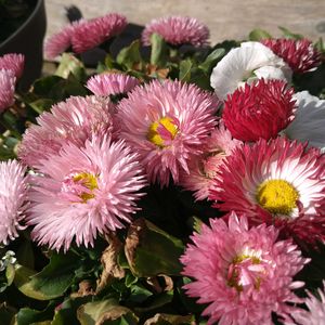 デージー,赤い花,鉢植え,ピンクの花,今日のお花の画像