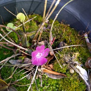 ネメシア,宿根ネメシア,ヒメツルニチニチソウ,植えっぱなし,季節の花の画像