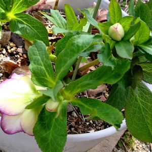 クリスマスローズエレガンスハニーワイン,花のある暮らし,大事に育てたい,キュンキュン乙女倶楽部,うどん県人会の画像