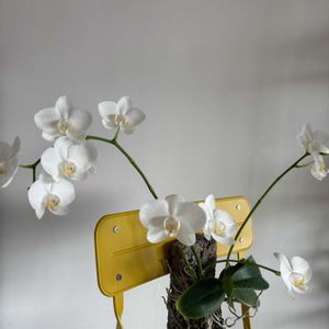 胡蝶蘭,アマビリス,Phal.amabilis,着生植物,ファレノプシス属の画像