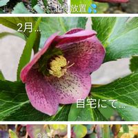 クリスマスローズ,ヒヤシンス,地植え,自宅にて,小さな庭の画像