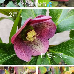 クリスマスローズ,ヒヤシンス,地植え,自宅にて,小さな庭の画像