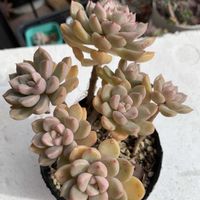 つぶつぶ屋さんおはな,多肉植物,多肉植物とサボテン,タニラー,多肉植物大好きの画像