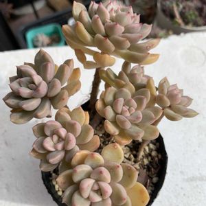 つぶつぶ屋さんおはな,多肉植物,多肉植物とサボテン,タニラー,多肉植物大好きの画像