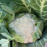 カリフラワー,カリフラワー,収穫,冬野菜,家庭菜園の画像