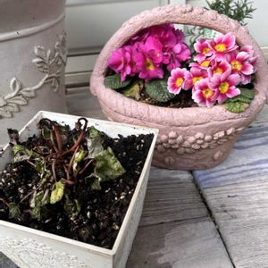 花のある暮らし,平和な世の中を願う,小さな庭の画像