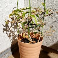 ブーゲンビリア,洋室,ブーゲンビリア ブルーハワイの画像