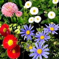 ブルースター,ブルーデイジー,デイジー,ブルースターの綿毛と種,笑えるの画像