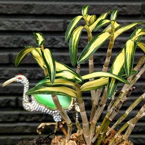 セッコク,セッコク,フィロデンドロン,アガベ ドラゴントゥース,フィロデンドロン・ピンクプリンセスの画像