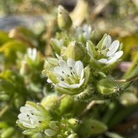 コハコベ,+安曇野,畑の画像