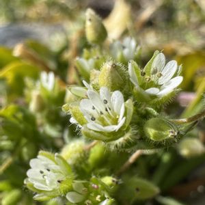 コハコベ,+安曇野,畑の画像