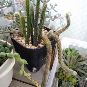 白檀,エンジェルティアーズ,ムスコーサ,多肉植物,セネシオ属の画像