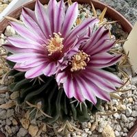 サボテン,縮玉,多肉植物,窓辺の画像