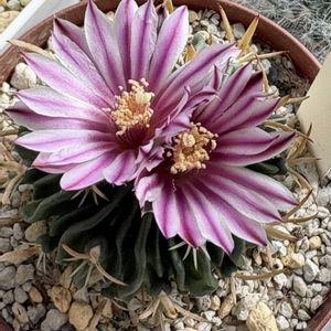 サボテン,縮玉,多肉植物,窓辺の画像