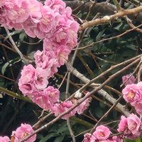 ハナモモ,ハナモモの画像