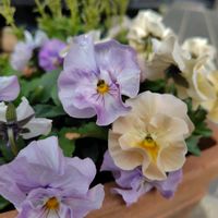 寄せ植え,花のある暮らし,季節を楽しむ,自然の癒し,GS日和の画像