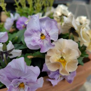 寄せ植え,花のある暮らし,季節を楽しむ,自然の癒し,GS日和の画像