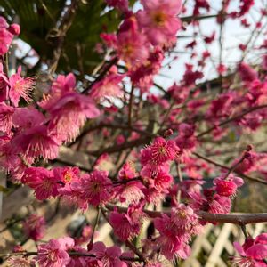 花のある暮らし,おうち園芸,おうちで果樹園,小さな庭の画像