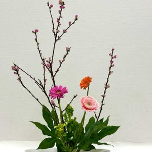 ガーベラ,ヤツデ,菜の花,桃の花,カササギ（鳥類）の画像