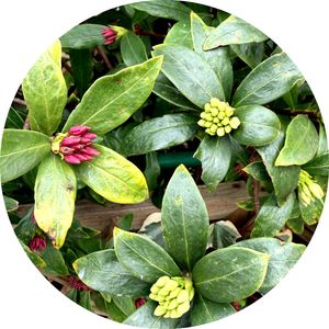 沈丁花,花のある暮らし,おうち園芸,小さな庭の画像