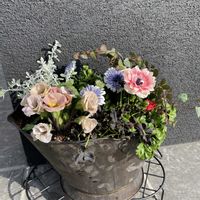 アイビー,オレアリア　リトルスモーキー,エンジェルクローバー・ブラックジャック,プリムローズ コロネット,アネモネ　フランの画像