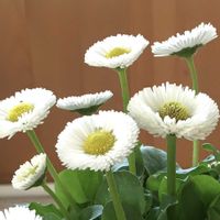 デージー,バラ,マンリョウ,植物園,❤️いいね、ありがとうの画像