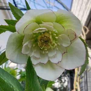 かわいい,花のある暮らし,小さな庭の画像