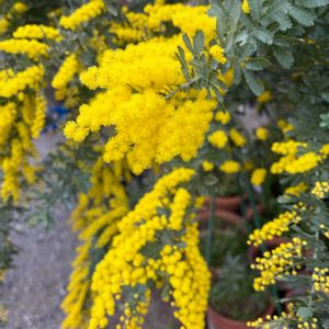 小さな庭の画像