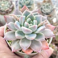 成長記録 氷山美人,エケベリア 氷山美人,神奈川タニラー,多肉男子,バルコニー/ベランダの画像