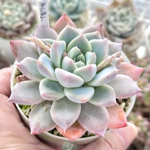 成長記録 氷山美人,エケベリア 氷山美人,神奈川タニラー,多肉男子,バルコニー/ベランダの画像