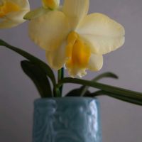 カトレア,ミニカトレア,黄色い花,癒し,心ほっこりの画像