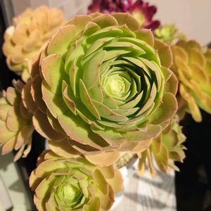 黒法師,メデューサ,マディバ,アエオニウム属ハロウィン,多肉植物の画像