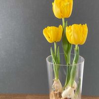 チューリップ,八重咲きチューリップ,チューリップイエローベイビー,水耕栽培,チューリップの水耕栽培の画像