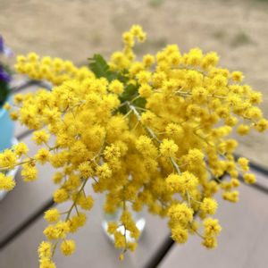 切り花,とにかくGS 楽しもう！の画像