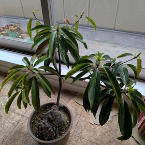 イジュ,沖縄の画像