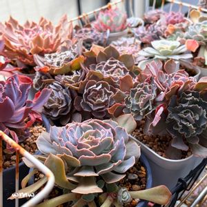 多肉植物,癒される,no green no life,多肉植物のある暮らし,多肉女子の画像