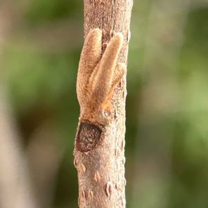 アワブキ,植栽,なるが見つけた冬芽＆葉痕,われら樹木探検隊,冬芽・葉痕を追っかけろ！の画像