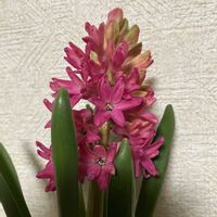 ヒヤシンス 水耕栽培の画像