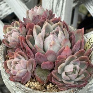 桜子,多肉植物,多肉大好き,成長記録,多肉植物のある暮らしの画像