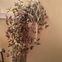 トラディスカンティア,ダイソー,ダイソー産の画像